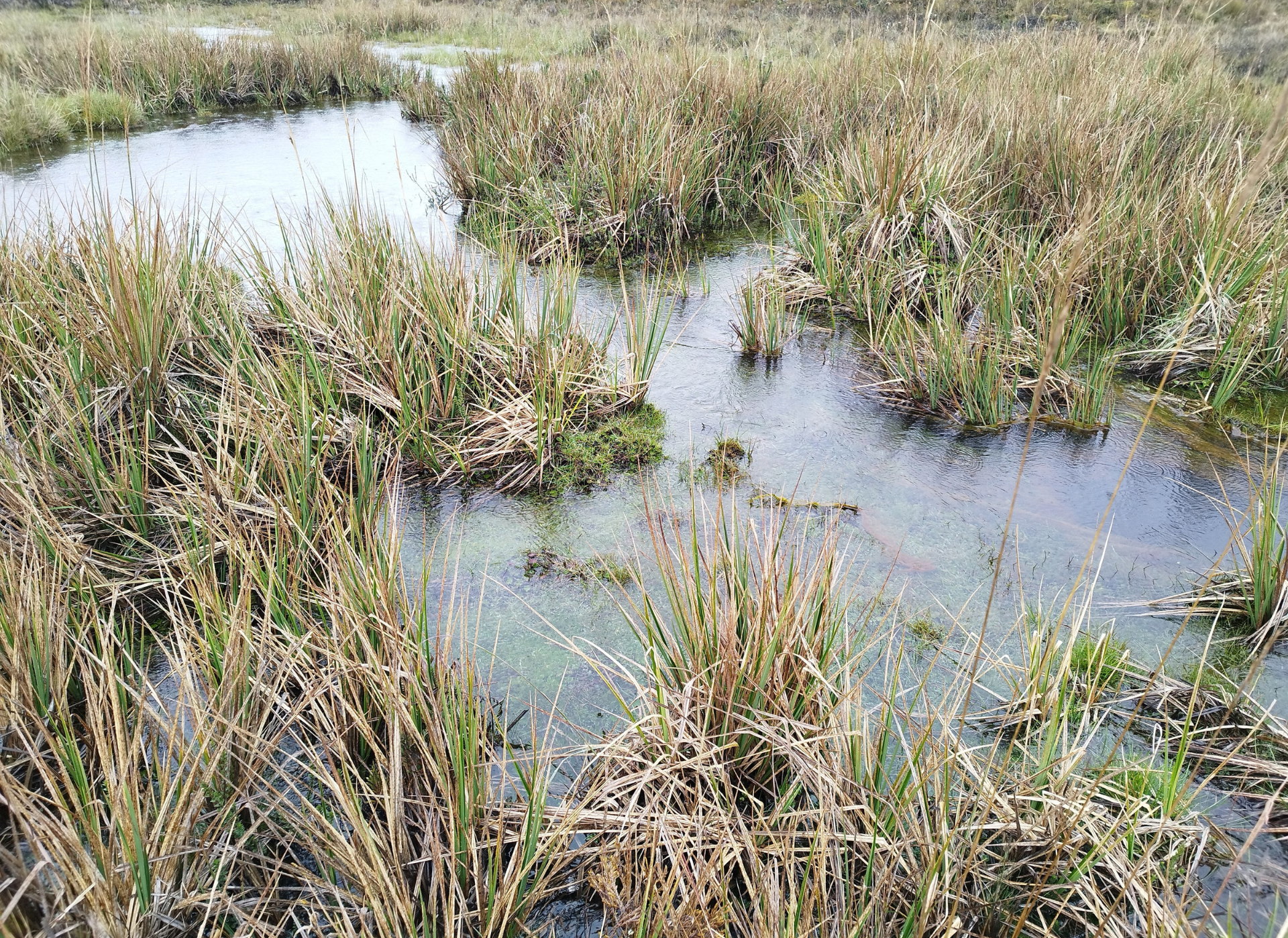 Catedra Unesco Manejo de Aguas Dulces Tropicales (18)